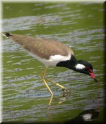 CLICK to enlarge image

Image ID: DSCN8322
