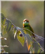 CLICK to enlarge image

Image ID: DSCN8404