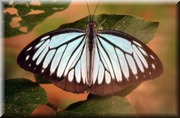 CLICK to enlarge image

Image ID: DSCN8421