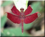 CLICK to enlarge image

Image ID: DSCN8424