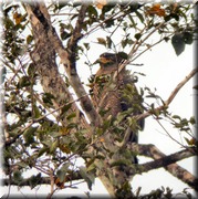 CLICK to enlarge image

Image ID: DSCN8428