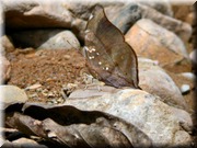 CLICK to enlarge image

Image ID: DSCN8460