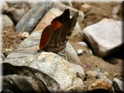 CLICK to enlarge image

Image ID: DSCN8471