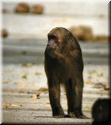 CLICK to enlarge image

Image ID: DSCN8490