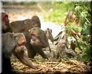 CLICK to enlarge image

Image ID: DSCN8509