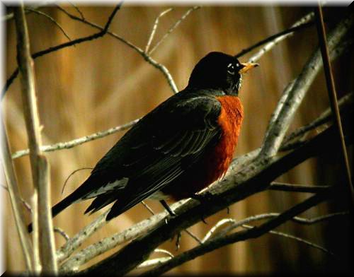 Robin2658.jpg