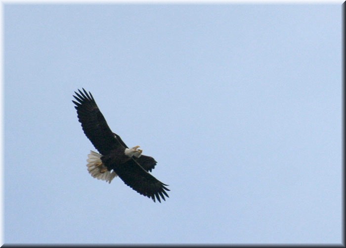 2-eagles-b-797.jpg
