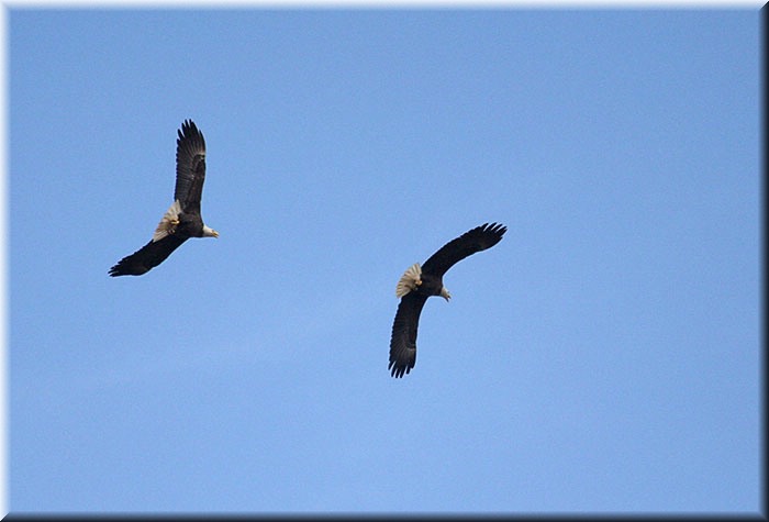 2-eagles-b-813.jpg
