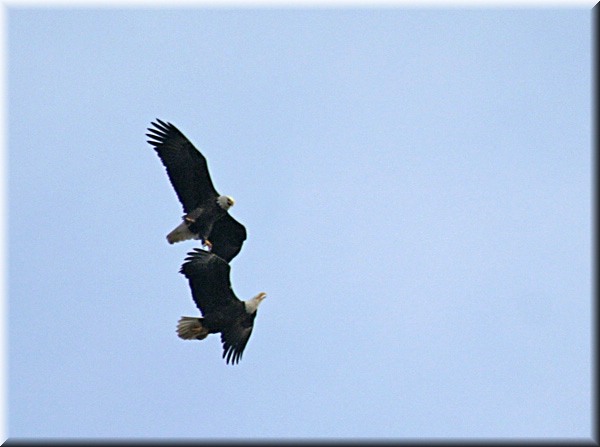 2-eagles798.jpg
