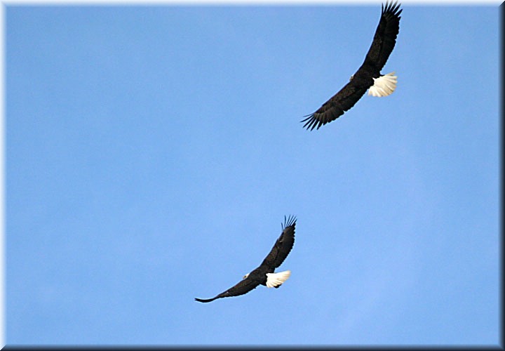 2eagles808.jpg
