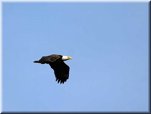 eagle779.jpg

