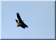 CLICK to enlarge image

Image ID: 2-eagles-b-796