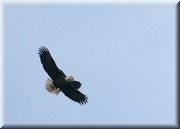 CLICK to enlarge image

Image ID: 2-eagles-b-797