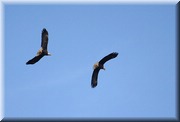 CLICK to enlarge image

Image ID: 2-eagles-b-813