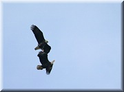 CLICK to enlarge image

Image ID: 2-eagles798