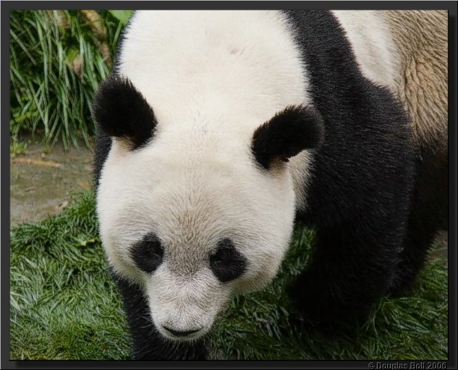Image # 026, filename IMG_2916
ImageDescription: Wolong Panda Station
Make: Canon
Model: Canon EOS 30D
Orientation: Normal
XResolution: 240
YResolution: 240
ResolutionUnit: Inch
Software: Adobe Photoshop CS3 Windows
DateTime: 5/18/2007 5:43:02 PM
Artist: unknown
Copyright: © Douglas Bolt 2007
TimeZoneOffset: 65532, 65532
ExposureTime: 1/320 s
FNumber: F4.5
ExposureProgram: Aperture priority
ISOSpeedRatings: ISO 320
ExifVersion: 2.21
DateTimeOriginal: 5/3/2007 10:51:34 AM
DateTimeDigitized: 5/3/2007 10:51:34 AM
ShutterSpeedValue: 1/320 sec (8.3 APEX)
ApertureValue: F4.5 (4.34 APEX)
ExposureBiasValue: -0.67 EV
MaxApertureValue: F4 (4 APEX)
MeteringMode: Multi-segment
Flash: No flash, compulsory flash suppression
FocalLength: 105 mm
ColorSpace: sRGB
ExifImageWidth: 640
ExifImageLength: 513
FocalPlaneXResolution: 3959.32
FocalPlaneYResolution: 3959.32
FocalPlaneResolutionUnit: Inch
CustomRendered: Normal process
ExposureMode: Auto
WhiteBalance: Auto
SceneCaptureType: Standard
ExifOffset: 316