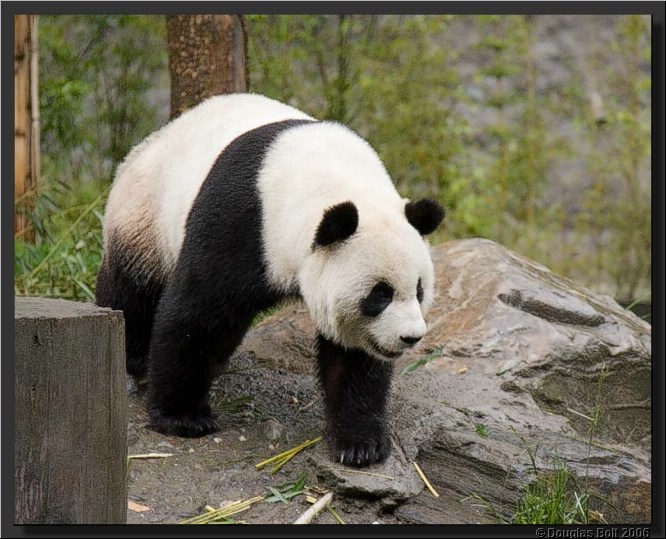 Image # 031, filename IMG_2930
ImageDescription: Wolong Panda Station
Make: Canon
Model: Canon EOS 30D
Orientation: Normal
XResolution: 240
YResolution: 240
ResolutionUnit: Inch
Software: Adobe Photoshop CS3 Windows
DateTime: 5/18/2007 5:43:24 PM
Artist: unknown
Copyright: © Douglas Bolt 2007
TimeZoneOffset: 65532, 65532
ExposureTime: 1/400 s
FNumber: F4.5
ExposureProgram: Aperture priority
ISOSpeedRatings: ISO 400
ExifVersion: 2.21
DateTimeOriginal: 5/3/2007 12:19:32 PM
DateTimeDigitized: 5/3/2007 12:19:32 PM
ShutterSpeedValue: 1/400 sec (8.6 APEX)
ApertureValue: F4.5 (4.34 APEX)
ExposureBiasValue: -0.67 EV
MaxApertureValue: F4 (4 APEX)
MeteringMode: Multi-segment
Flash: No flash, compulsory flash suppression
FocalLength: 105 mm
ColorSpace: sRGB
ExifImageWidth: 640
ExifImageLength: 513
FocalPlaneXResolution: 3959.32
FocalPlaneYResolution: 3959.32
FocalPlaneResolutionUnit: Inch
CustomRendered: Normal process
ExposureMode: Auto
WhiteBalance: Auto
SceneCaptureType: Standard
ExifOffset: 316
