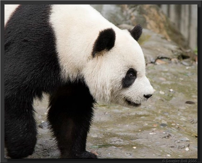 Image # 034, filename IMG_2934
ImageDescription: Wolong Panda Station
Make: Canon
Model: Canon EOS 30D
Orientation: Normal
XResolution: 240
YResolution: 240
ResolutionUnit: Inch
Software: Adobe Photoshop CS3 Windows
DateTime: 5/18/2007 5:43:35 PM
Artist: unknown
Copyright: © Douglas Bolt 2007
TimeZoneOffset: 65532, 65532
ExposureTime: 1/250 s
FNumber: F4.5
ExposureProgram: Aperture priority
ISOSpeedRatings: ISO 400
ExifVersion: 2.21
DateTimeOriginal: 5/3/2007 12:19:38 PM
DateTimeDigitized: 5/3/2007 12:19:38 PM
ShutterSpeedValue: 1/250 sec (8 APEX)
ApertureValue: F4.5 (4.34 APEX)
ExposureBiasValue: -0.67 EV
MaxApertureValue: F4 (4 APEX)
MeteringMode: Multi-segment
Flash: No flash, compulsory flash suppression
FocalLength: 105 mm
ColorSpace: sRGB
ExifImageWidth: 640
ExifImageLength: 513
FocalPlaneXResolution: 3959.32
FocalPlaneYResolution: 3959.32
FocalPlaneResolutionUnit: Inch
CustomRendered: Normal process
ExposureMode: Auto
WhiteBalance: Auto
SceneCaptureType: Standard
ExifOffset: 316