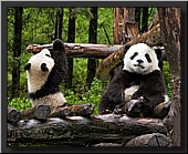 Pandas and other Animals