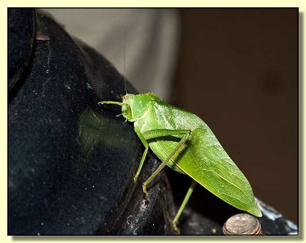 Image # 127, filename CRW_4829
