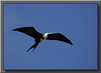 CLICK to enlarge image # 52