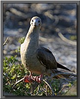 CLICK to enlarge image # 56