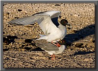 CLICK to enlarge image # 57