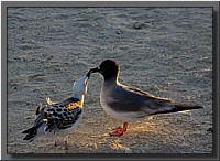 CLICK to enlarge image # 61