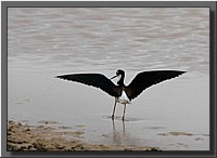CLICK to enlarge image # 93