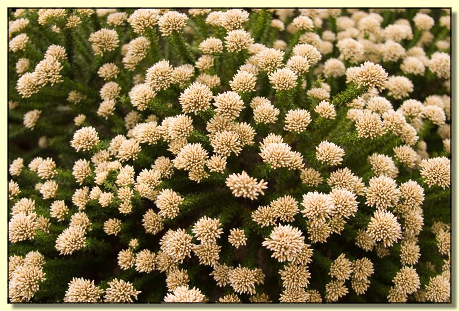 Image # 143, filename CRW_9225
Make: Canon
Model: Canon EOS 10D
Orientation: Normal
XResolution: 300
YResolution: 300
ResolutionUnit: Inch
Software: Adobe Photoshop CS2 Windows
DateTime: 7/17/2005 8:40:53 PM
Artist: Douglas Bolt
Copyright: &Acirc;&copy; Douglas Bolt
ExifOffset: 280
ExposureTime: 1/1000 sec
FNumber: F4
ExposureProgram: Aperture priority
ISOSpeedRatings: ISO 100
DateTimeOriginal: 2/23/2005 8:44:50 AM
ShutterSpeedValue: 1/1000 sec
ApertureValue: F4
ExposureBiasValue: 0 EV
MaxApertureValue: F3.51
MeteringMode: Multi-Segment
Flash: Flash did not fire
FocalLength: 28 mm
ColorSpace: sRGB
ExifImageWidth: 899
ExifImageLength: 600