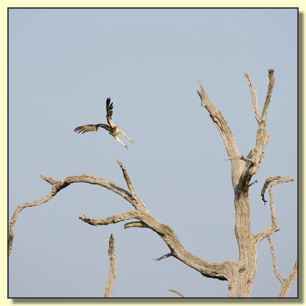Image # 130, filename MD9S9231_1
Make: Canon
Model: Canon EOS-1D Mark II
Orientation: Normal
XResolution: 300
YResolution: 300
ResolutionUnit: Inch
Software: Adobe Photoshop CS2 Windows
DateTime: 7/12/2005 10:50:38 PM
Copyright: &Acirc;&copy; Douglas Bolt
ExifOffset: 260
ExposureTime: 1/2500 sec
FNumber: F8
ExposureProgram: Aperture priority
ISOSpeedRatings: ISO 500
DateTimeOriginal: 2/10/2005 4:36:37 PM
ShutterSpeedValue: 1/2500 sec
ApertureValue: F8
ExposureBiasValue: 0 EV
MeteringMode: Multi-Segment
Flash: Flash did not fire - Compulsory flash suppression
FocalLength: 400 mm
ColorSpace: Uncalibrated
ExifImageWidth: 600
ExifImageLength: 600