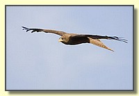 CLICK to enlarge image # 145