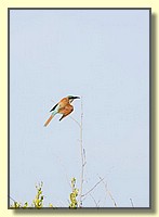 CLICK to enlarge image # 149
