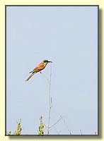 CLICK to enlarge image # 150
