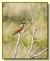 CLICK to enlarge image # 151