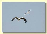 CLICK to enlarge image # 153