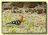 CLICK to enlarge image # 155