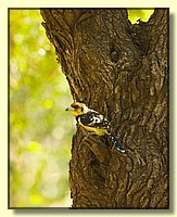 CLICK to enlarge image # 160