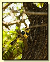 CLICK to enlarge image # 161