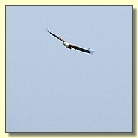 CLICK to enlarge image # 164