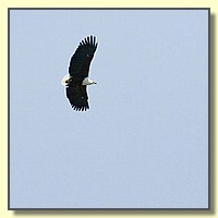 CLICK to enlarge image # 167