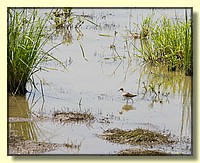 CLICK to enlarge image # 171