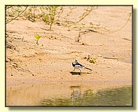CLICK to enlarge image # 172