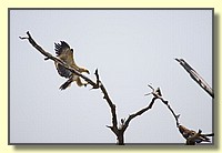 CLICK to enlarge image # 177