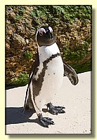 CLICK to enlarge image # 86