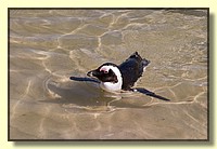 CLICK to enlarge image # 87