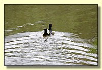 CLICK to enlarge image # 80