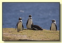 CLICK to enlarge image # 96