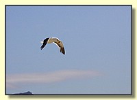 CLICK to enlarge image # 106