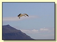 CLICK to enlarge image # 107